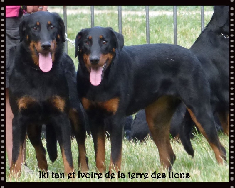 Iki tan De La Terre Des Lions