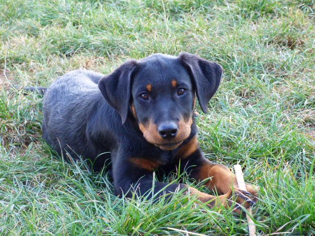 M'black beauty du petit tonnerre