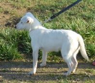Du Petit Tonnerre - arrivée de notre femelle jack russel